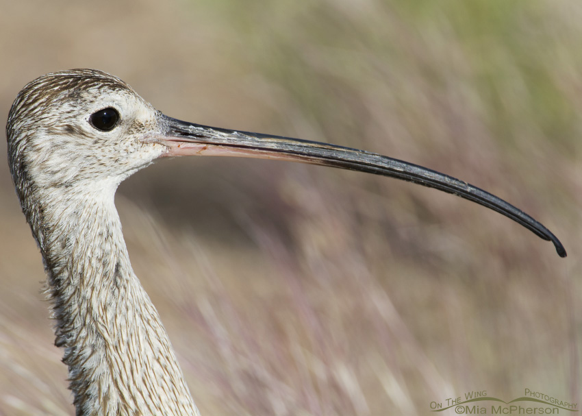 Adult male Long-billed Curlew head shot, Antelope Island State Park, Davis County, Utah