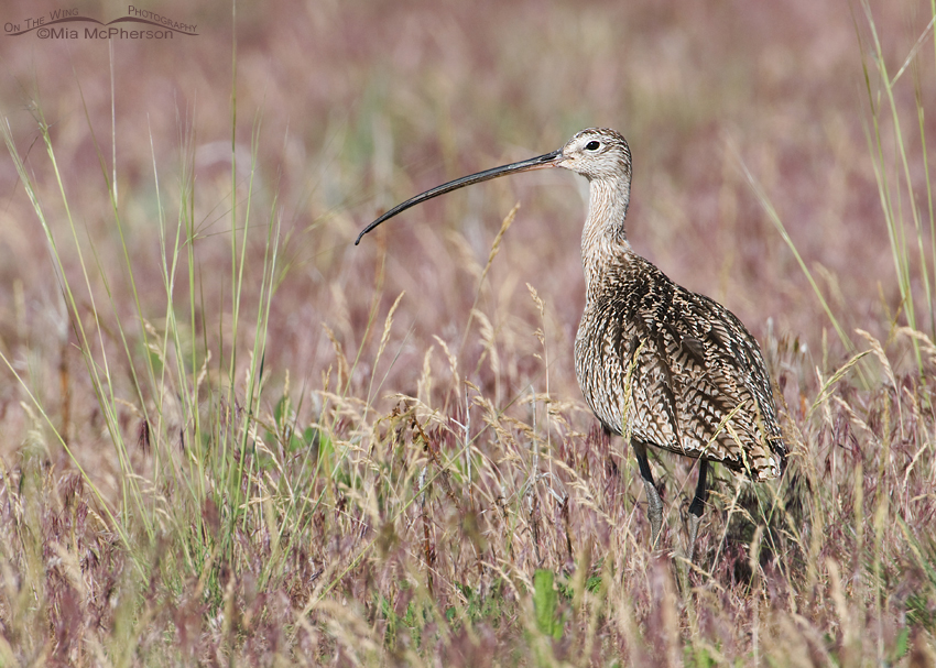 Long-billed Curlew in a field of Cheatgrass, Antelope Island State Park, Davis County, Utah