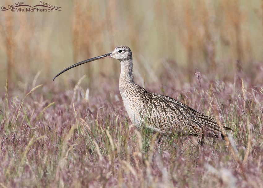 Cheatgrass framing a Long-billed Curlew, Antelope Island State Park, Davis County, Utah