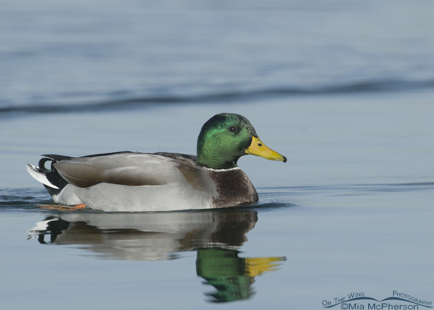 Drake Mallard on a cold December day, Salt Lake County, Utah