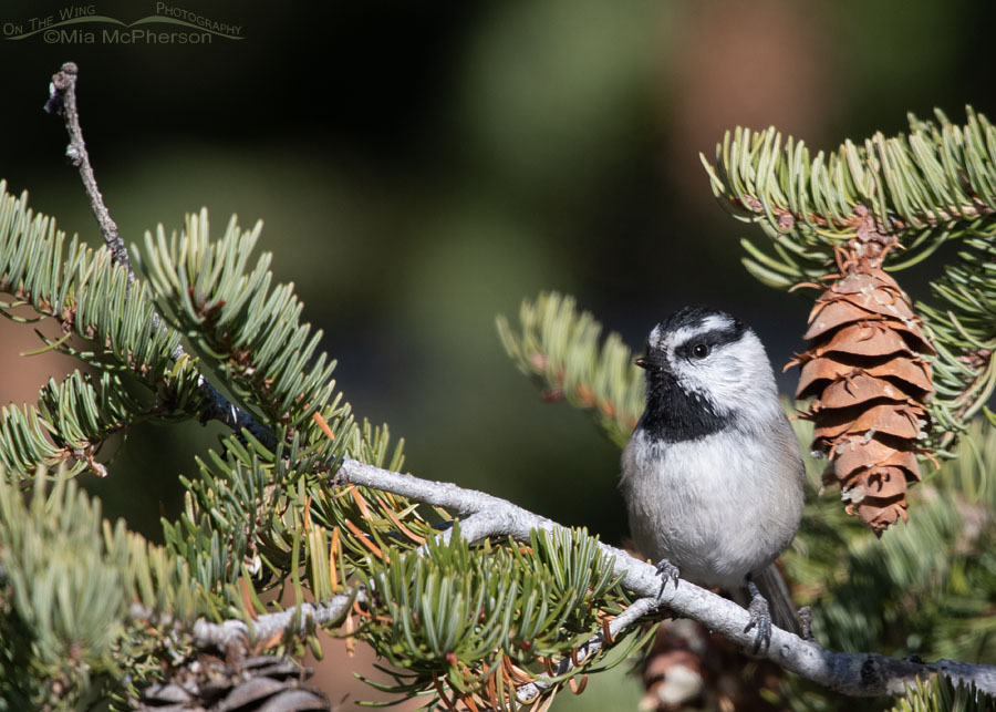 Mountain Chickadee in a Douglas Fir, West Desert, Tooele County, Utah