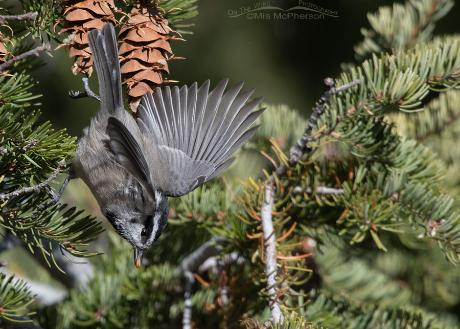 Mountain Chickadee flying away with a Douglas Fir seed, West Desert, Tooele County, Utah