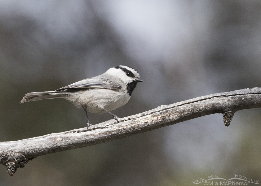 Mountain Chickadee in the Targhee National Forest, Clark County, Idaho