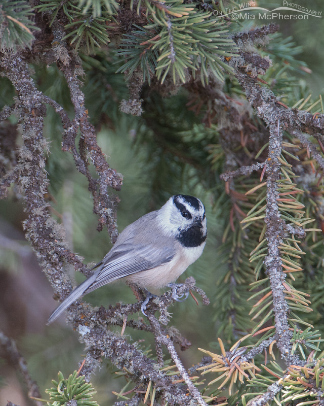 Mountain Chickadee in Montana, Cliff Lake, Madison County