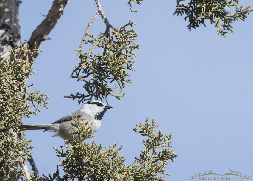 Mountain Chickadee perched in Juniper, Ophir Canyon, Tooele County, Utah