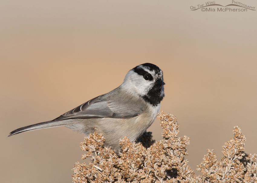 Mountain Chickadee Surprise, Antelope Island State Park, Davis County, Utah