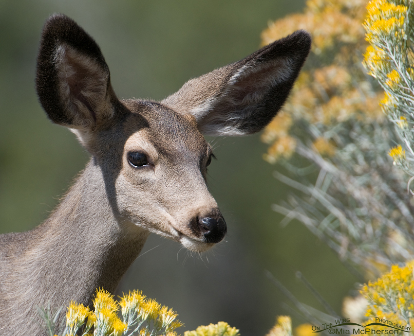 Mule Deer doe at Flaming Gorge National Recreation Area, Utah