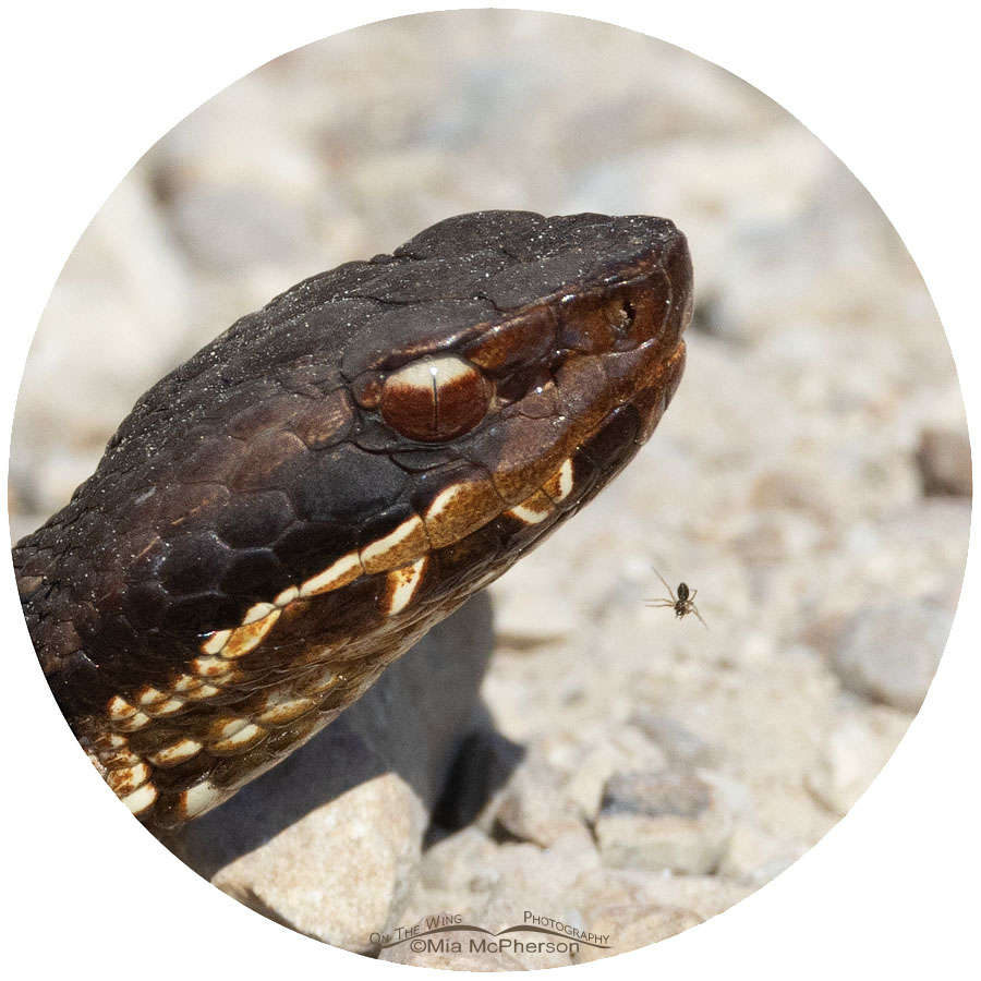 Northern Cottonmouth close up showing a small spider, Sequoyah National Wildlife Refuge, Oklahoma