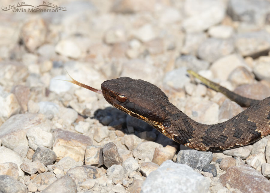 Northern Cottonmouth aka Water Moccasin, Sequoyah National Wildlife Refuge, Oklahoma