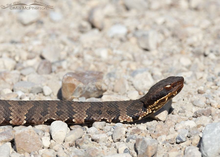 Northern Cottonmouth and a small spider, Sequoyah National Wildlife Refuge, Oklahoma