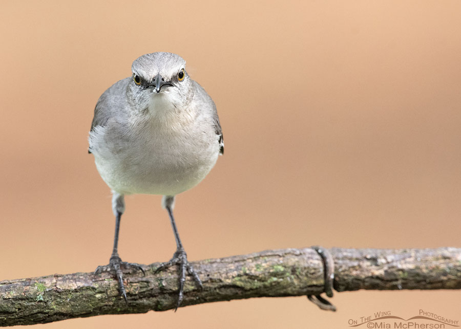 Fierce looking adult Northern Mockingbird, Sebastian County, Arkansas