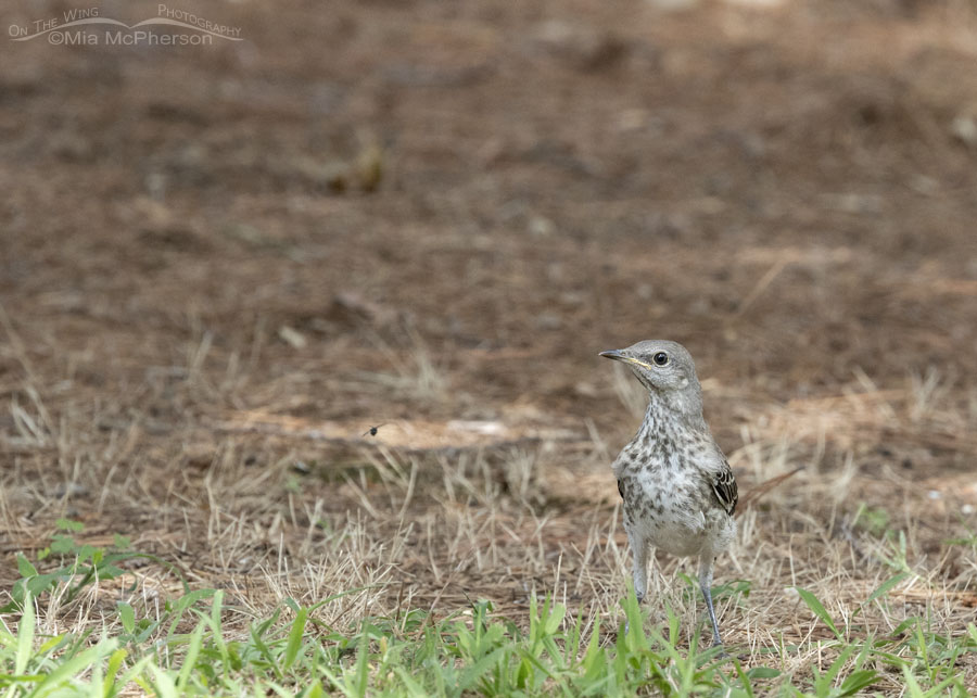 Young Northern Mockingbird in Arkansas, Sebastian County