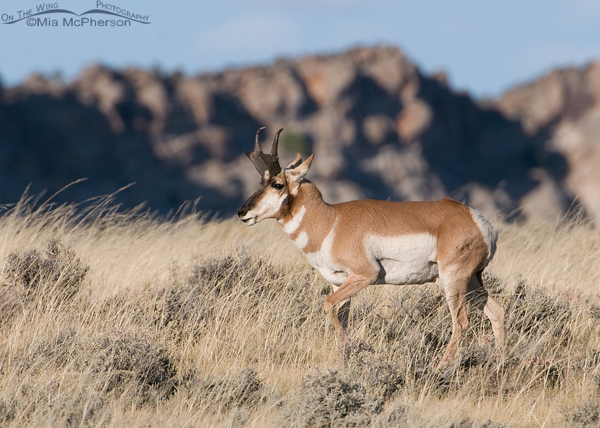 Pronghorn buck keeping an eye on his does, Flaming Gorge National Recreation Area, Daggett County, Utah