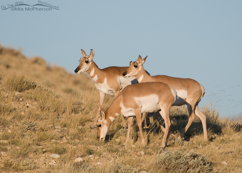 Pronghorn does on a hill in evening light, Flaming Gorge National Recreation Area, Antelope Flat, Daggett County, Utah