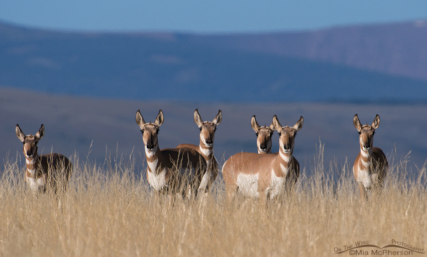 Pronghorn does on an Antelope Flat hillside, Flaming Gorge National Recreation Area, Daggett County, Utah