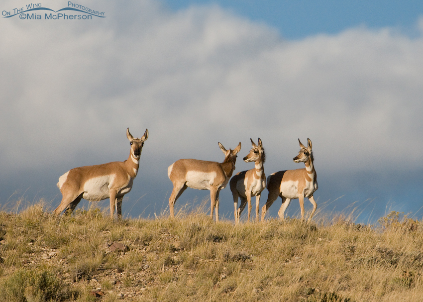 Evening Pronghorns, Flaming Gorge National Recreation Area, Antelope Flat, Daggett County, Utah