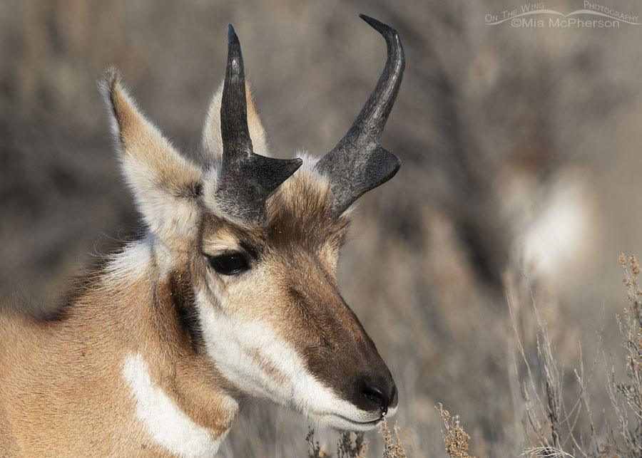 Male Pronghorn in sagebrush portrait, Antelope Island State Park, Davis County, Utah