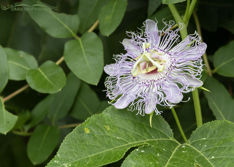 Purple Passionflower in Oklahoma, Sequoyah National Wildlife Refuge