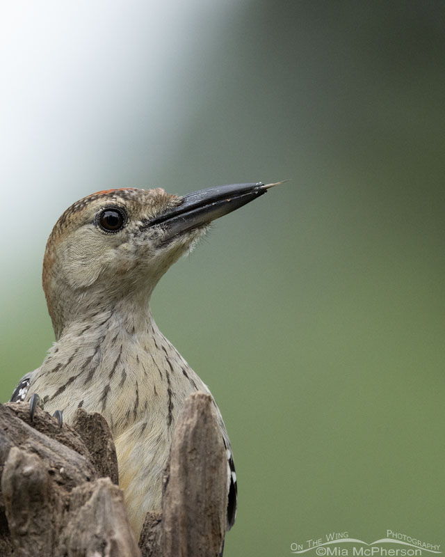 Immature Red-bellied Woodpecker close up, Sebastian County, Arkansas