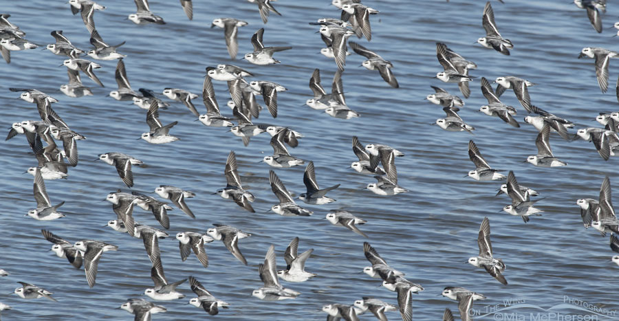 Red-necked Phalaropes in flight, Antelope Island State Park, Davis County, Utah