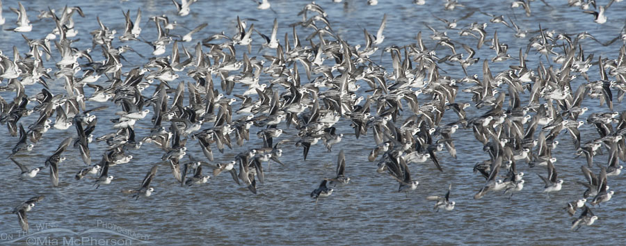 Red-necked Phalarope murmuration, Antelope Island State Park, Davis County, Utah