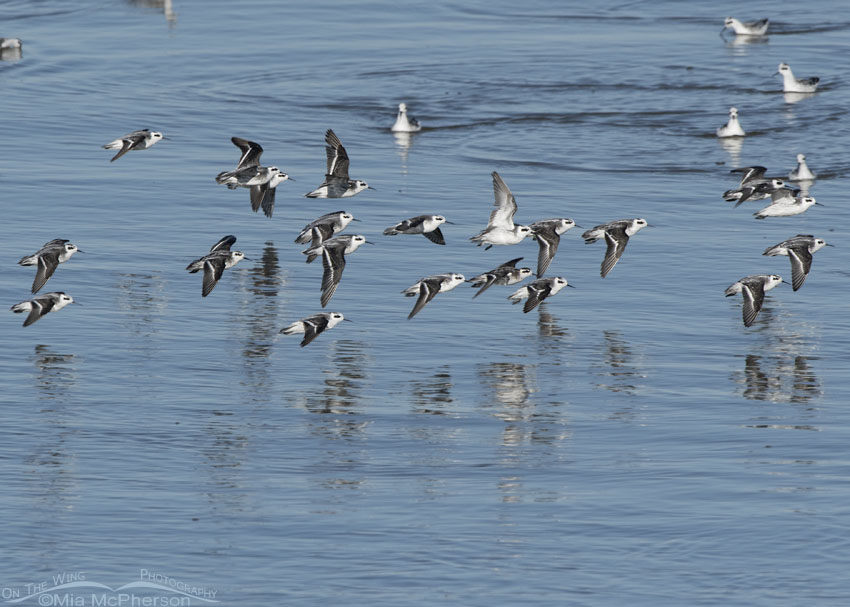 Red-necked Phalaropes flying over the Great Salt Lake, Antelope Island State Park, Davis County, Utah