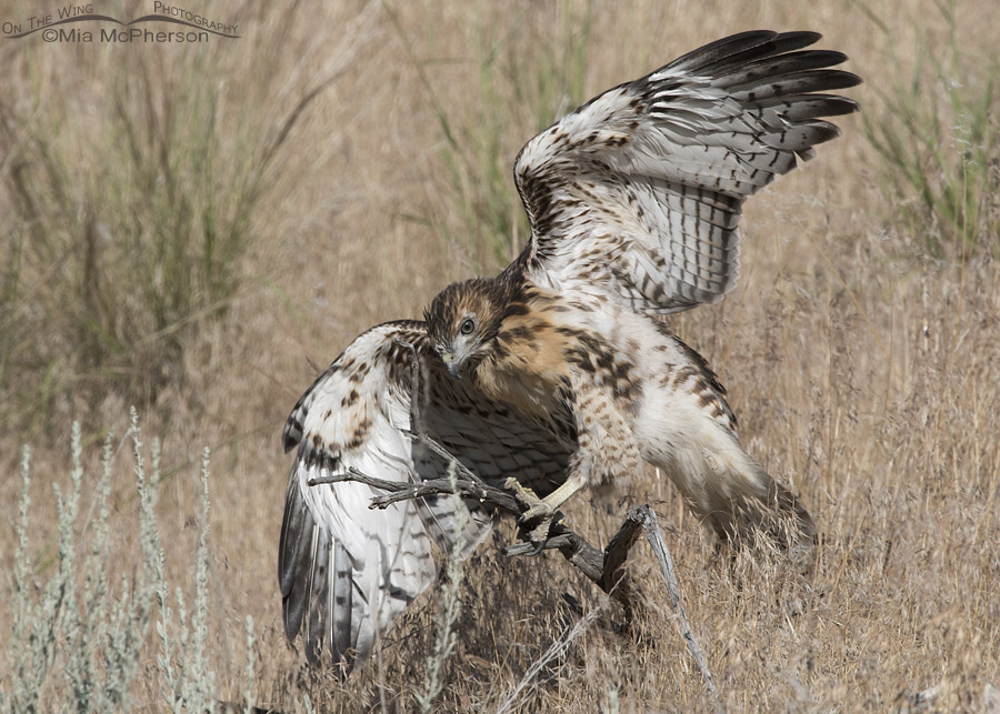 Red-tailed Hawk fledgling getting its balance, Box Elder County, Utah