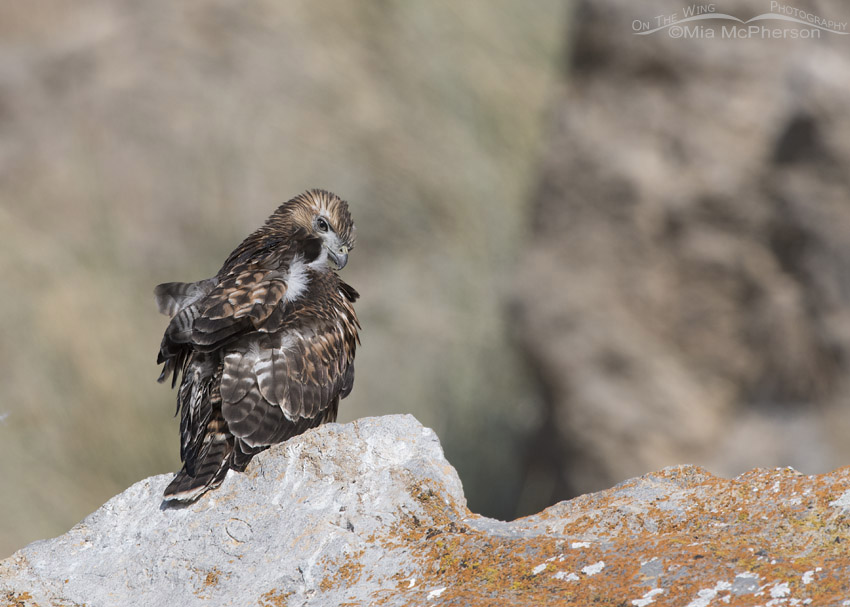 Over the shoulder look from a Red-tailed Hawk fledgling, Box Elder County, Utah