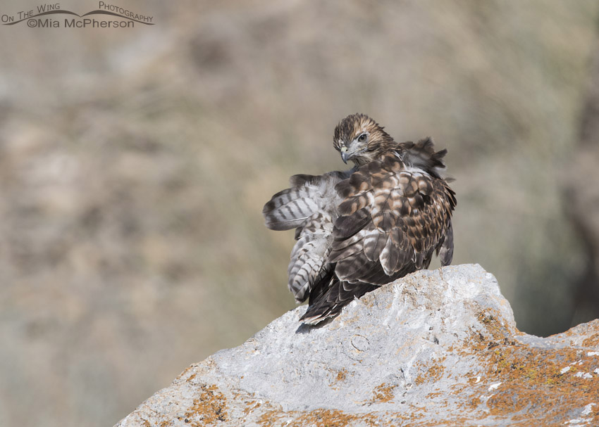 Fledgling Red-tailed Hawk preening on a lichen encrusted rock, Box Elder County, Utah