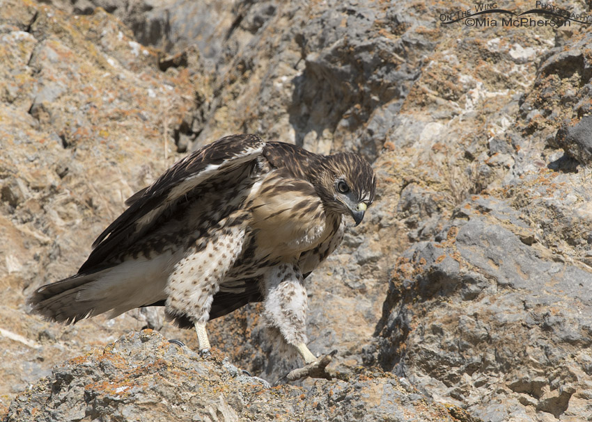 Red-tailed Hawk fledgling walking in a cliff, Box Elder County, Utah