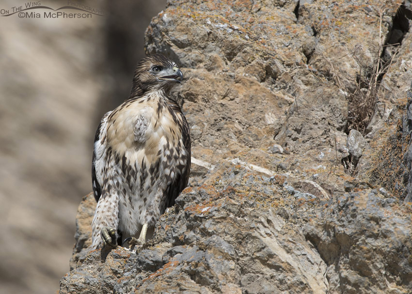 Fledgling Red-tailed Hawk resting on a cliff, Box Elder County, Utah