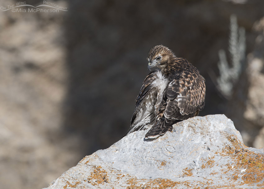 Preening Red-tailed Hawk fledgling, Box Elder County, Utah