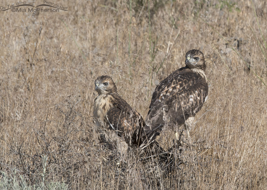 Fledgling Red-tailed Hawk siblings on the ground, Box Elder County, Utah