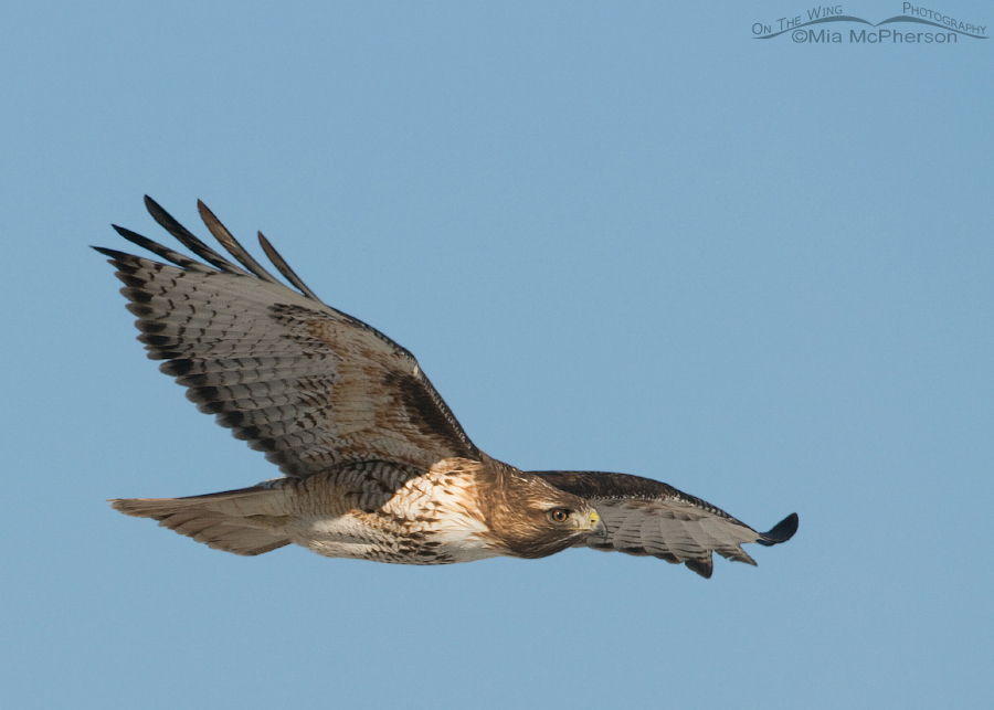 Red-tailed Hawk in Cedar Valley UT, Utah County, Utah