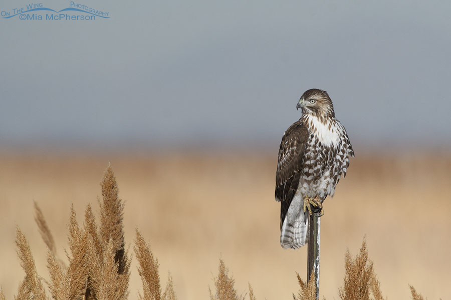 First Winter Red-tailed Hawk Lift Off Photos Mia McPherson's On The Wing  Photography