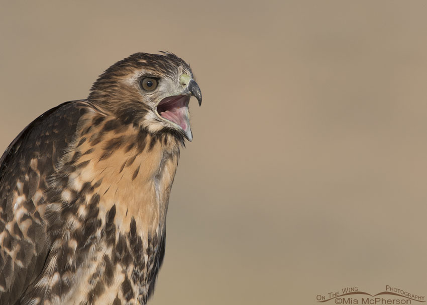 Juvenile Red-tailed Hawk calling to beg for food, Box Elder County, Utah