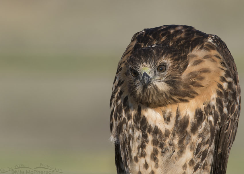 One serious looking Red-tailed Hawk juvenile, Box Elder County, Utah