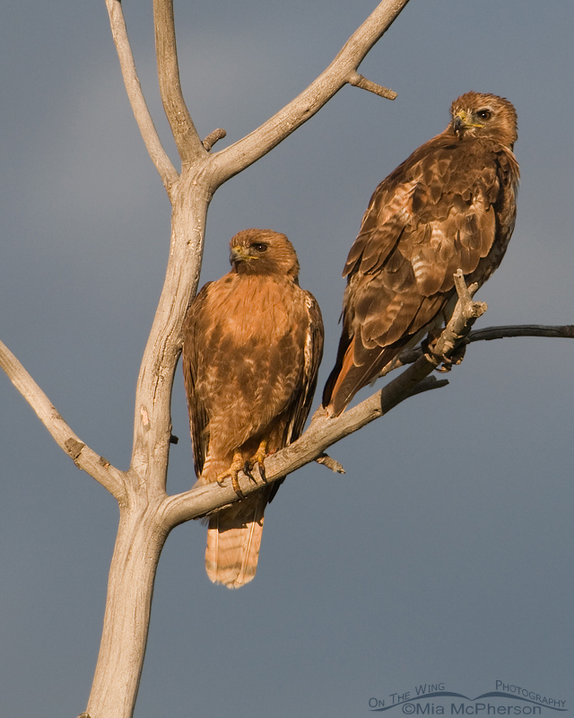 Red-tailed Hawks – Mates for Life, Centennial Valley, Beaverhead County, Montana