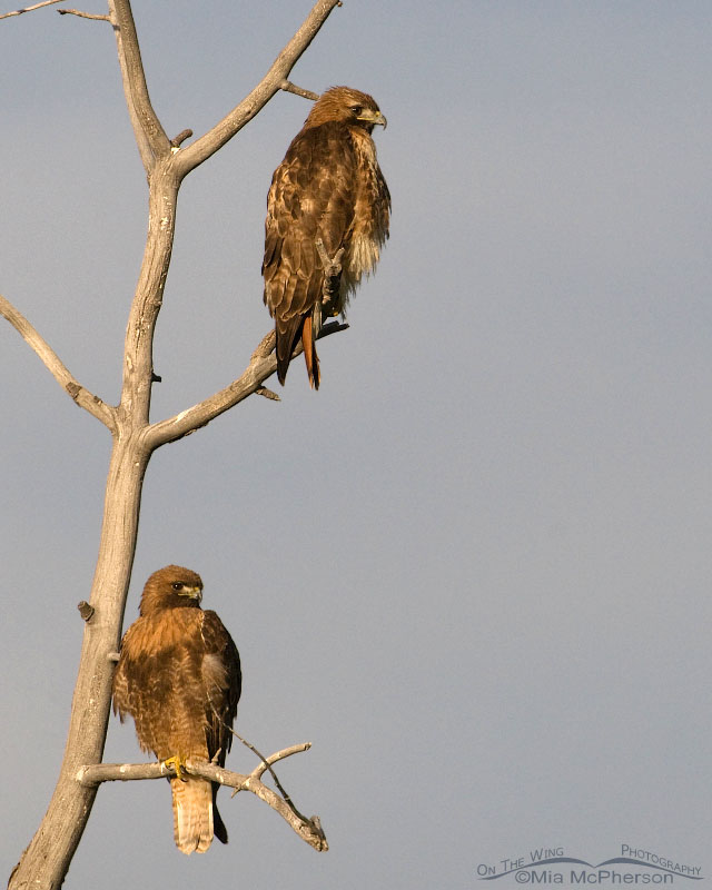 Centennial Valley Red-tailed Hawks, Centennial Valley, Beaverhead County, Montana