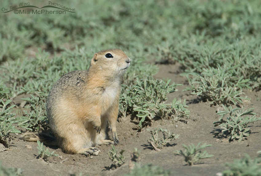 Richardson's Ground Squirrel standing, Glacier County, Montana