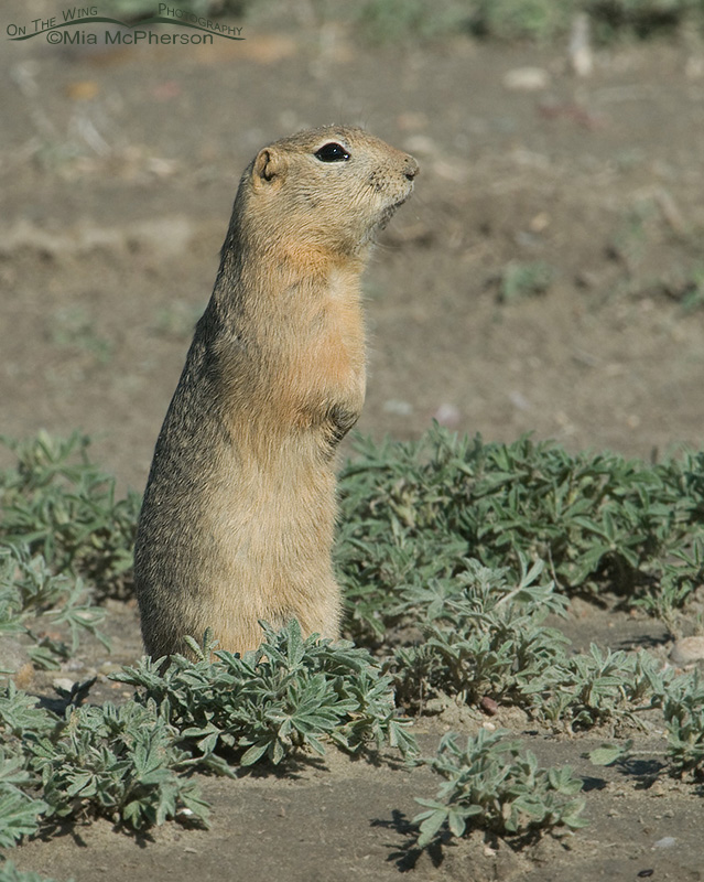 Upright "Gopher" aka Richardson's Ground Squirrel in Glacier County, Montana