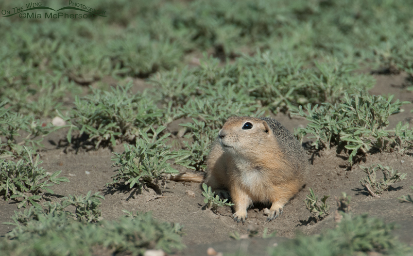 Richardson's Ground Squirrel pano, Glacier County, Montana