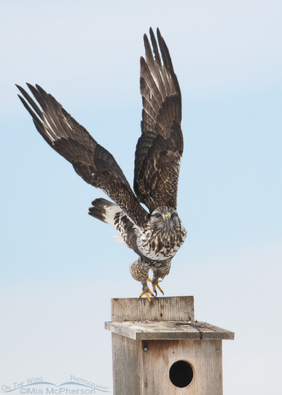 Rough-legged Hawk lifting off from a kestrel nest box at Farmington Bay, Utah