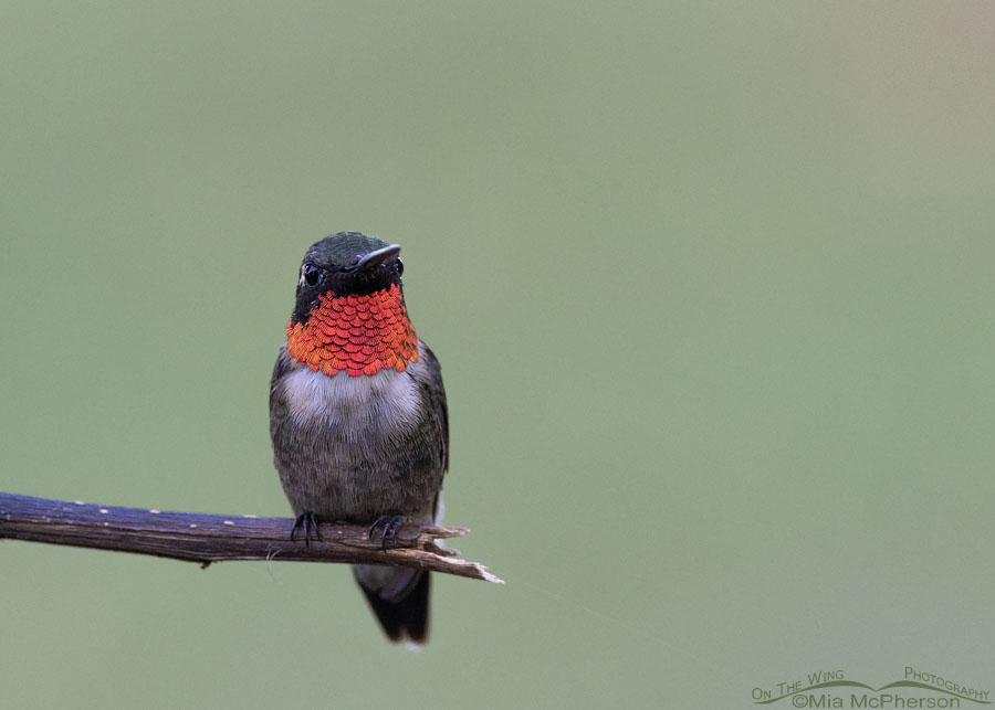 Ruby-throated Hummingbird male in Arkansas, Sebastian County