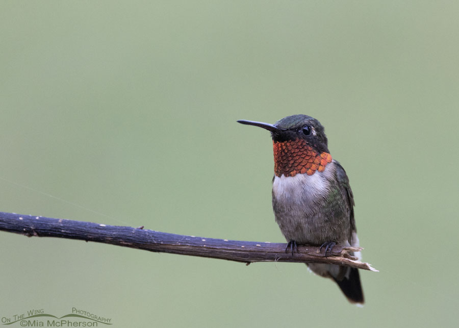 Male Ruby-throated Hummingbird in July, Sebastian County, Arkansas