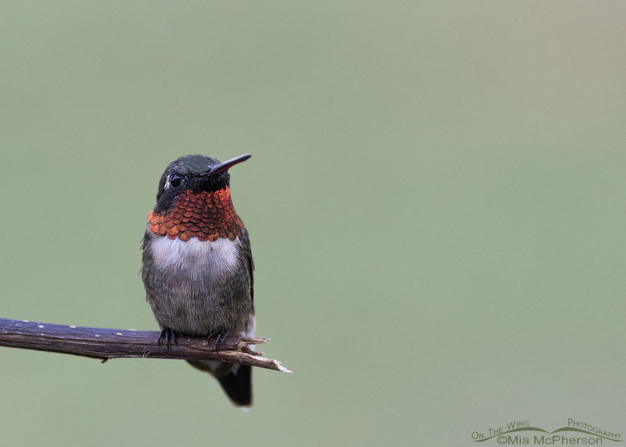 Male Ruby-throated Hummingbird showing his red gorget, Sebastian County, Arkansas