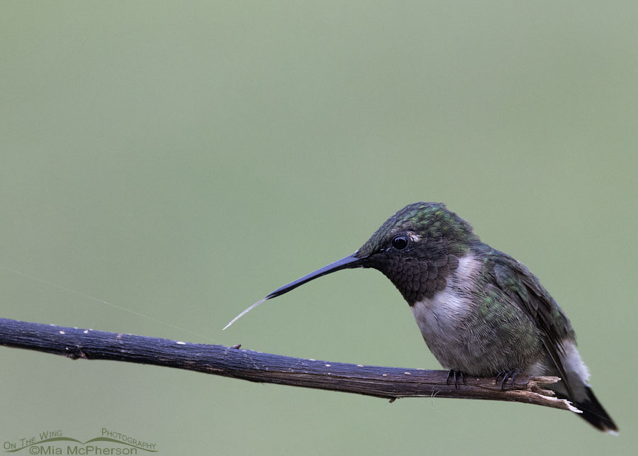 Ruby-throated Hummingbird male with his tongue stuck out, Sebastian County, Arkansas