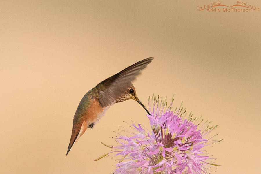 Female/immature Rufous Hummingbird feeding from a Rocky Mountain Bee Plant, Antelope Island State Park, Davis County, Utah