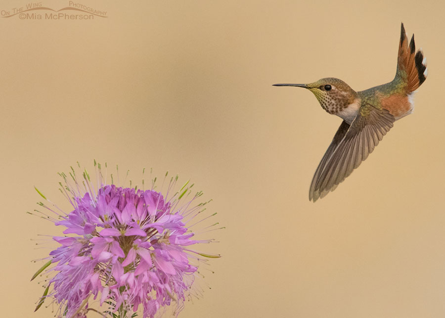 Rufous Hummingbird tail flare, Antelope Island State Park, Davis County, Utah