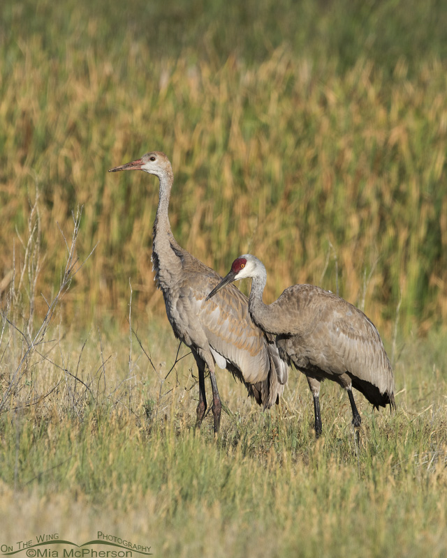 Sandhill Cranes at Farmington Bay, Utah